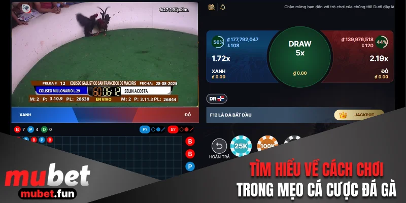 Tìm hiểu về cách chơi trong mẹo cá cược đá gà